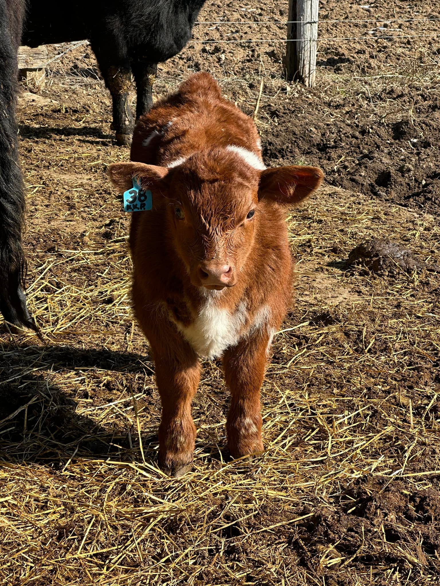 RVC Farms | Cedarville OH