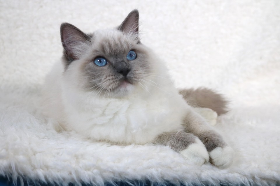 River City Ragdolls