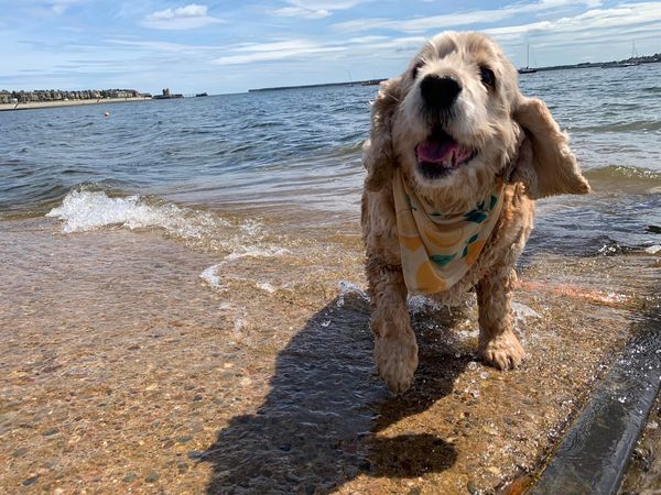 It's a very special day... - Springer Rescue for Scotland