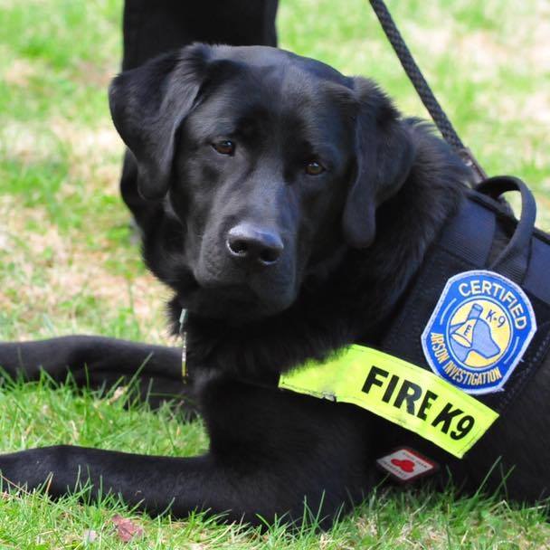 Arson K-9 Riley