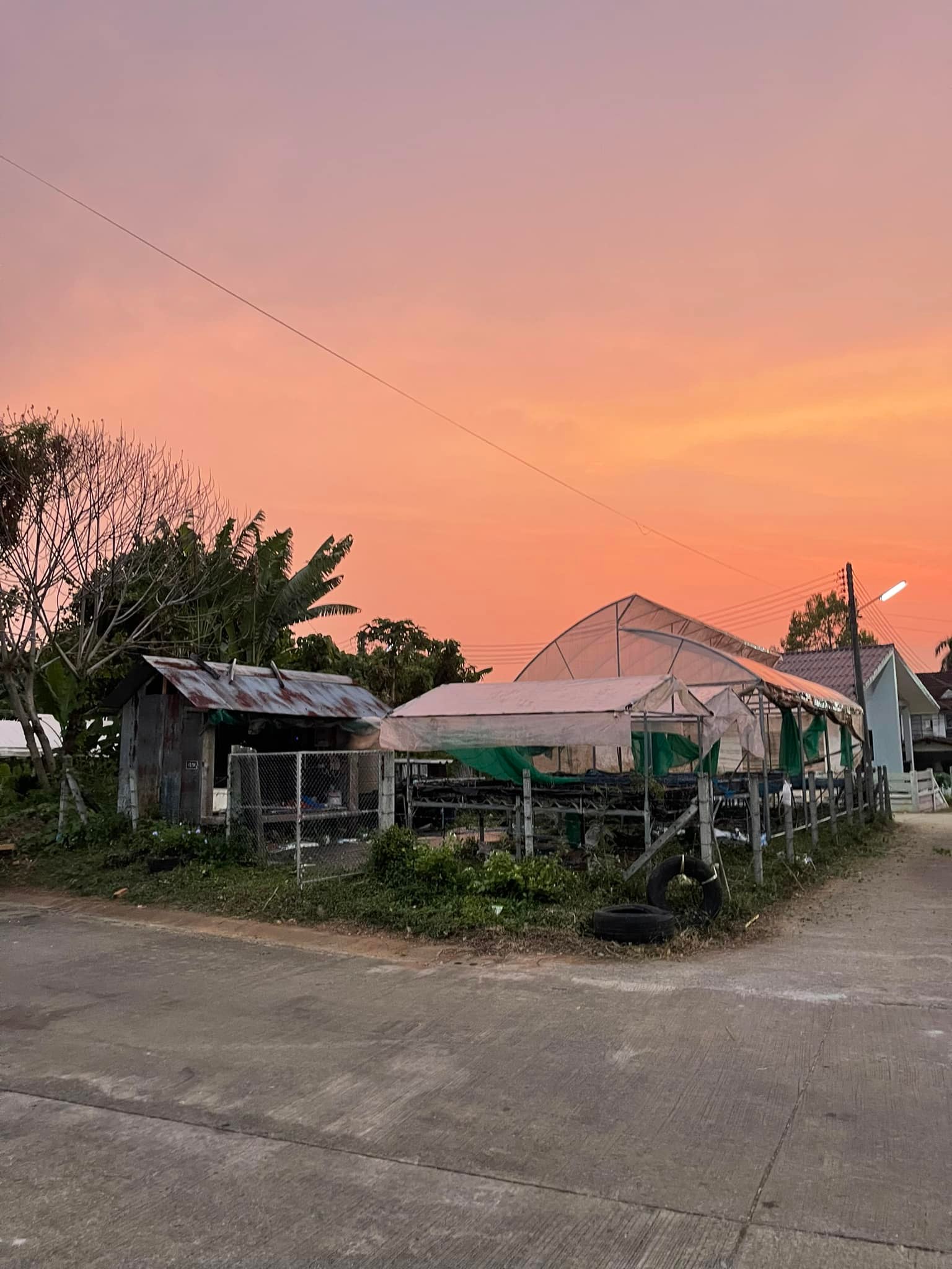 P Farm