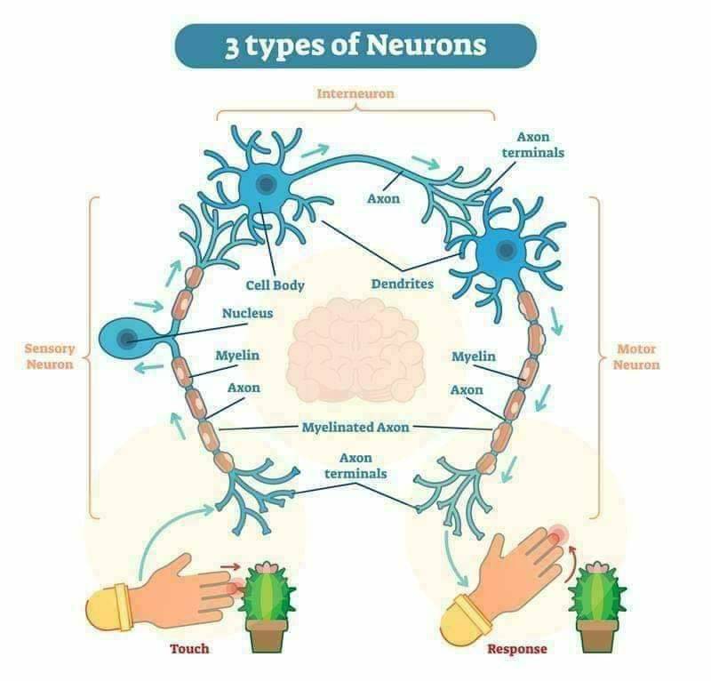 MedicTests.com - All the neurons in the body can be divided into one of ...
