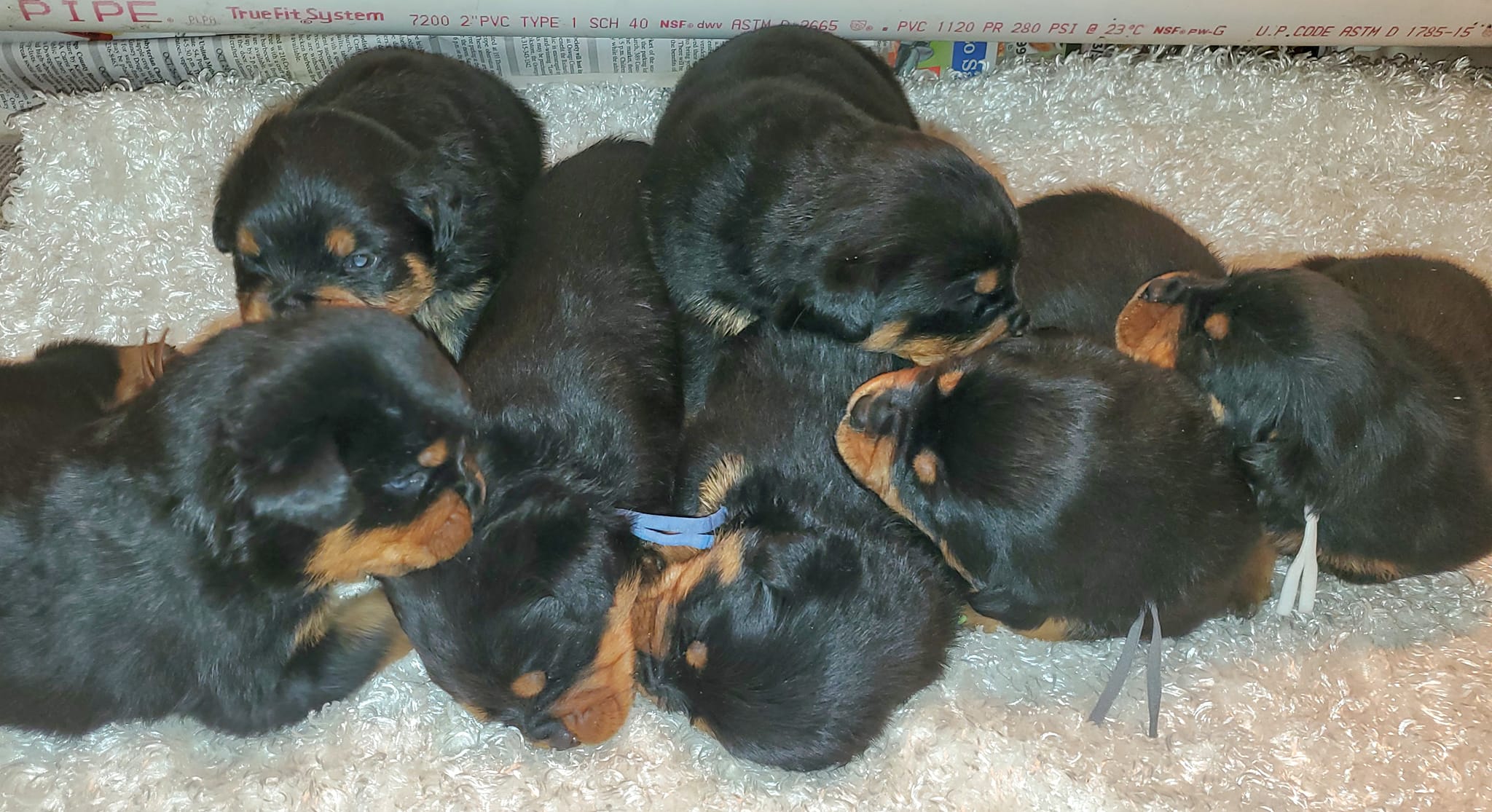 Choice K9's Rottweilers