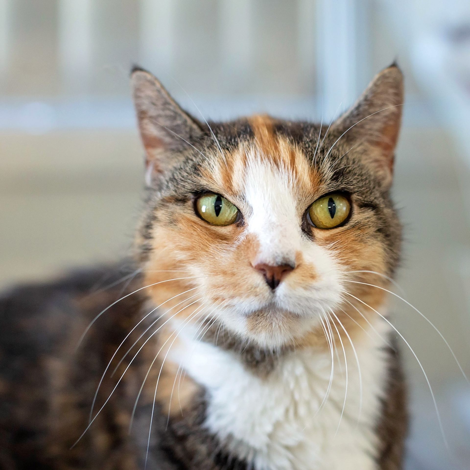 This older lady might have a bit of a... - SPCA New Zealand