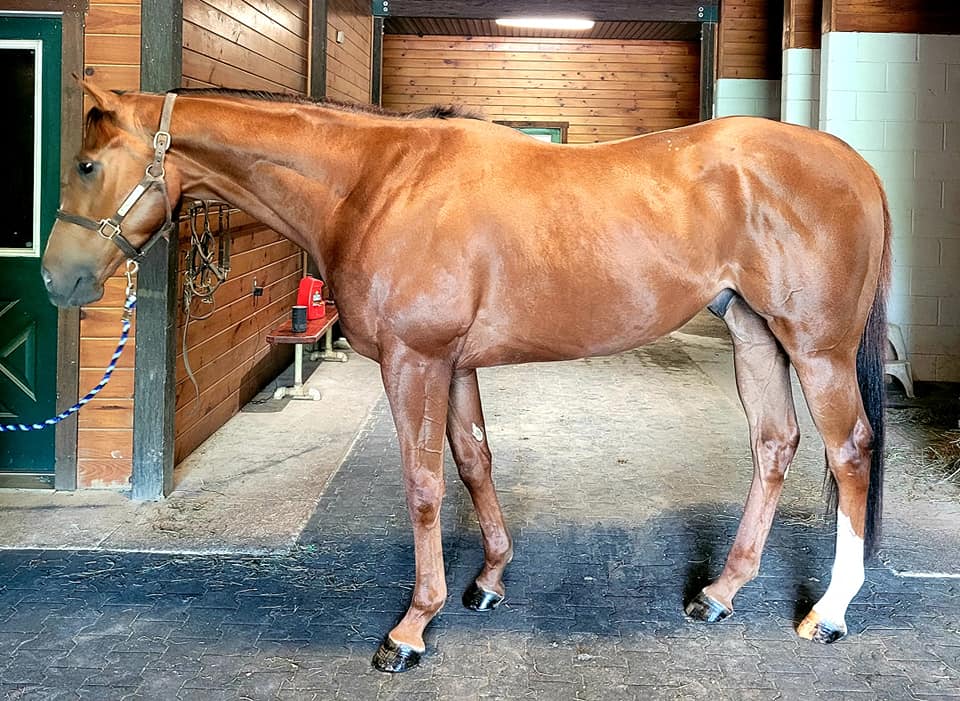 Runs and Roses is a 16.1hh 3... - ReRun Thoroughbred Adoption | Facebook
