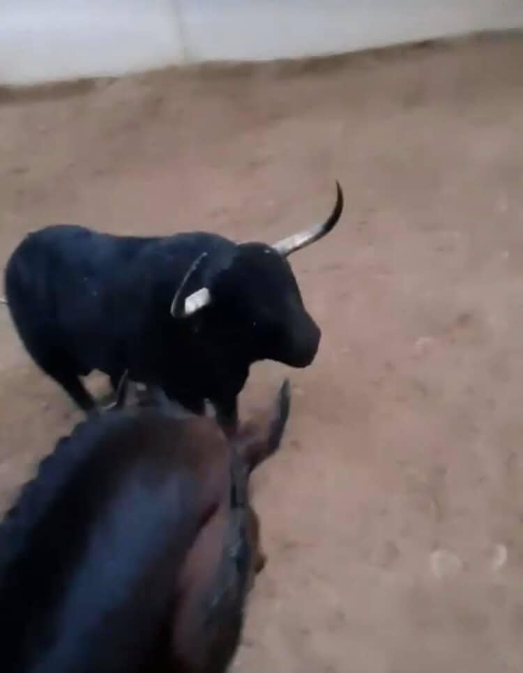 Carretones Infantiles Torito Ratón