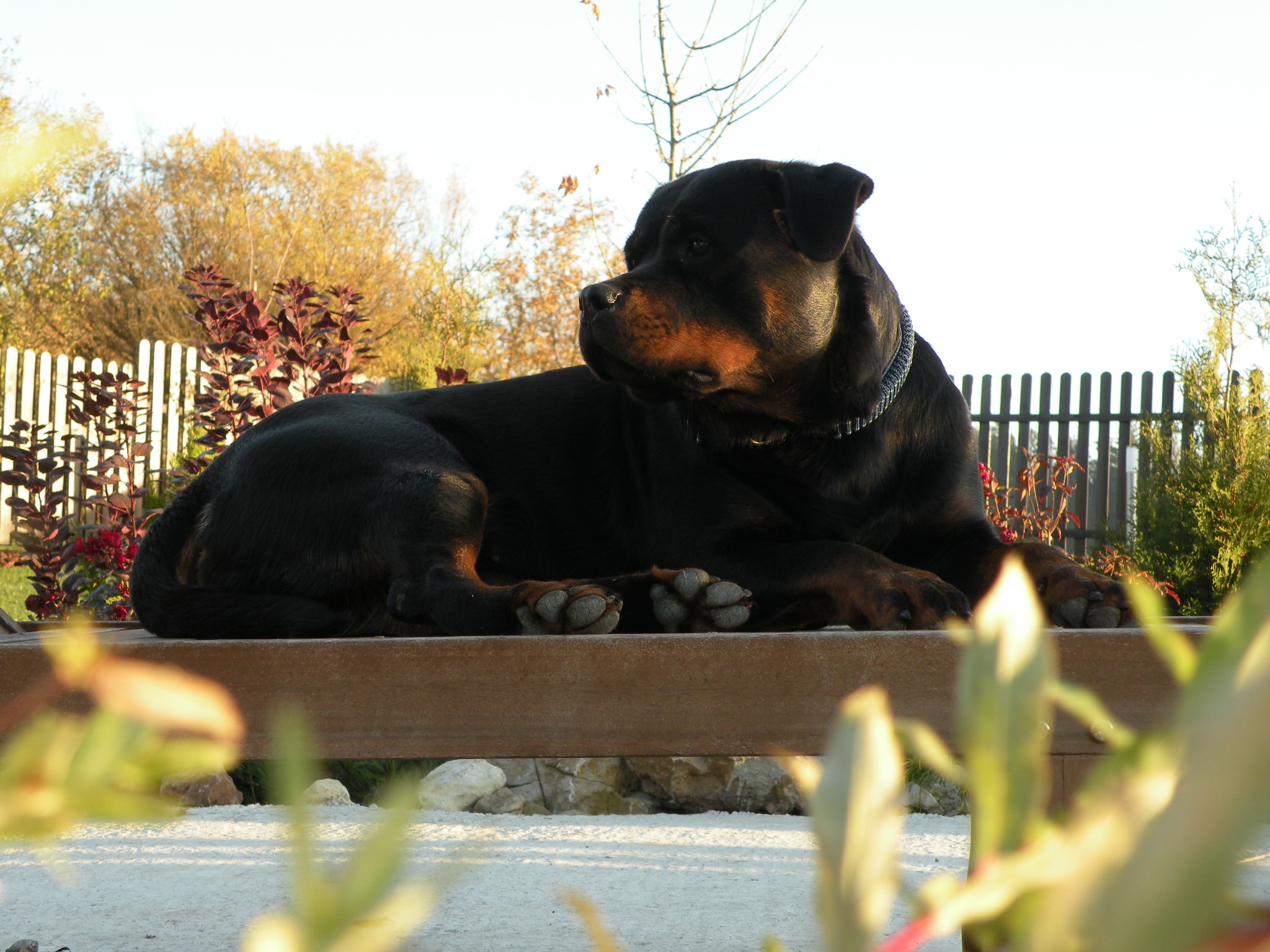 Valarti Rottweiler Kennel | Zaskale