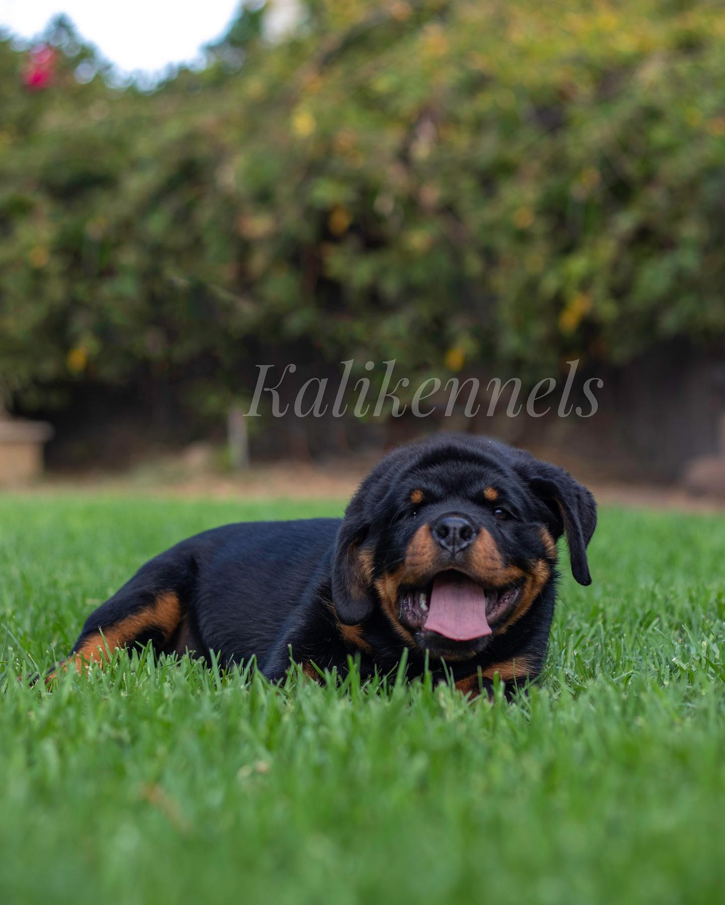 Kali kennels
