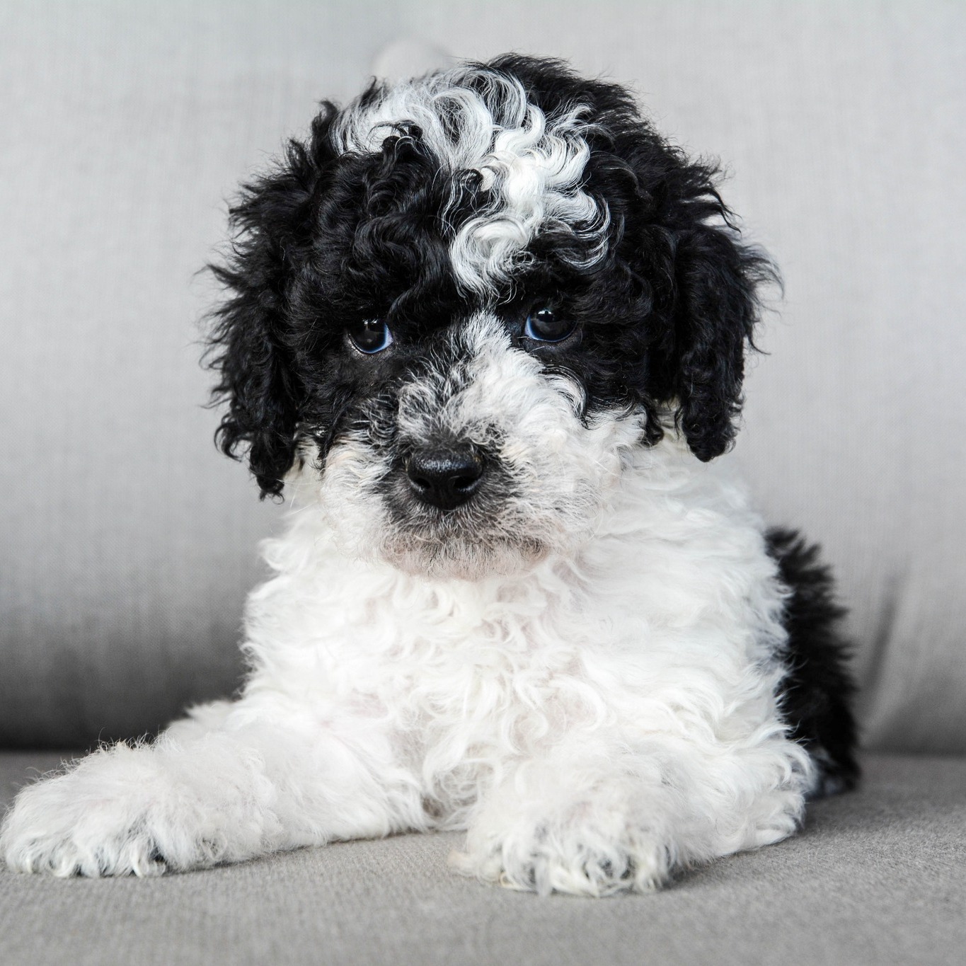 Meet Snow White 🤍 This sweet girl is tender, loving, and sweet. She ...