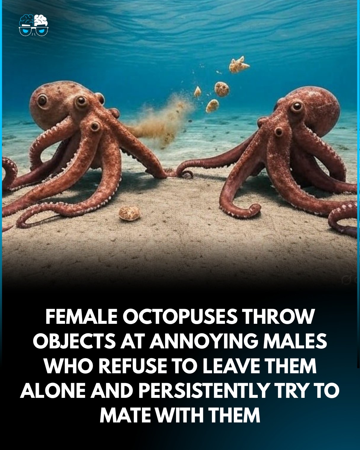 Factology - Octopuses Throw Shells and Silt to Reject Mates! Octopuses ...