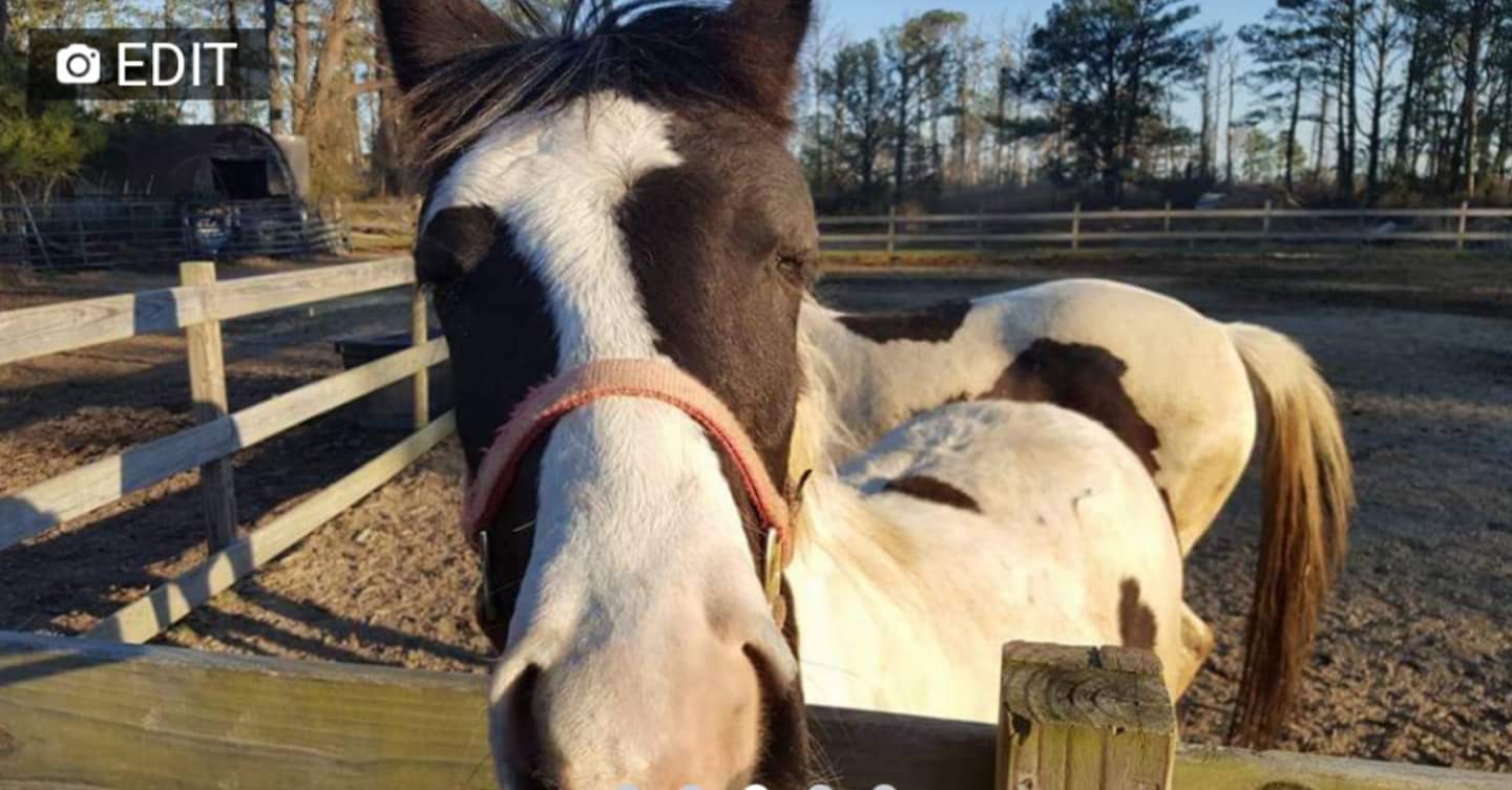 Beebe Ranch | Chincoteague VA