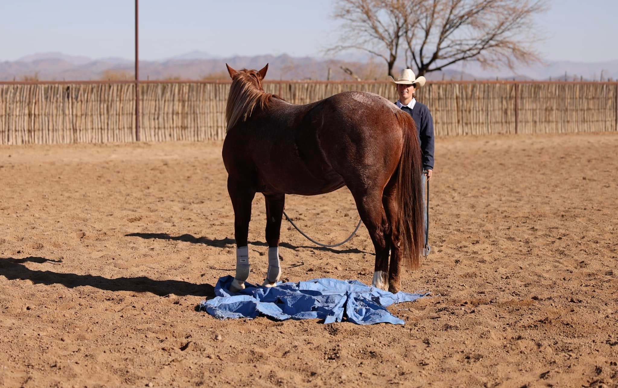 Pro Horse Performance | Wickenburg AZ
