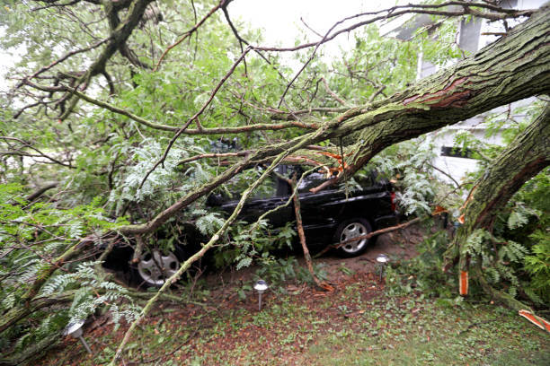 Patriot Tree Services | Warner Robins GA