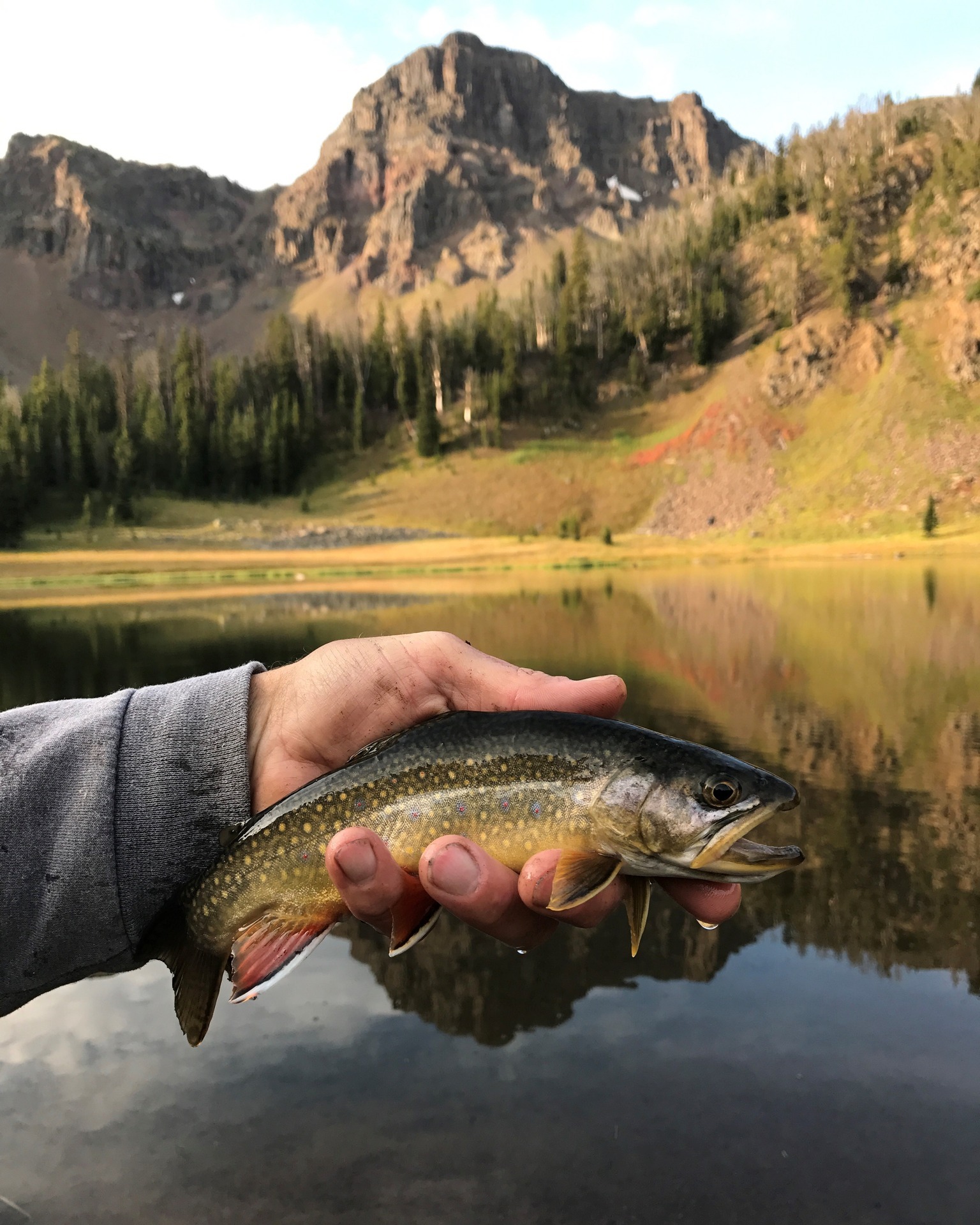 argus 340 fly reel Mt. Elbert Reels Rainbow Trout Salomone: click and pawl Color:Electric Flyer (Blue/Black/Silver) winding effortless