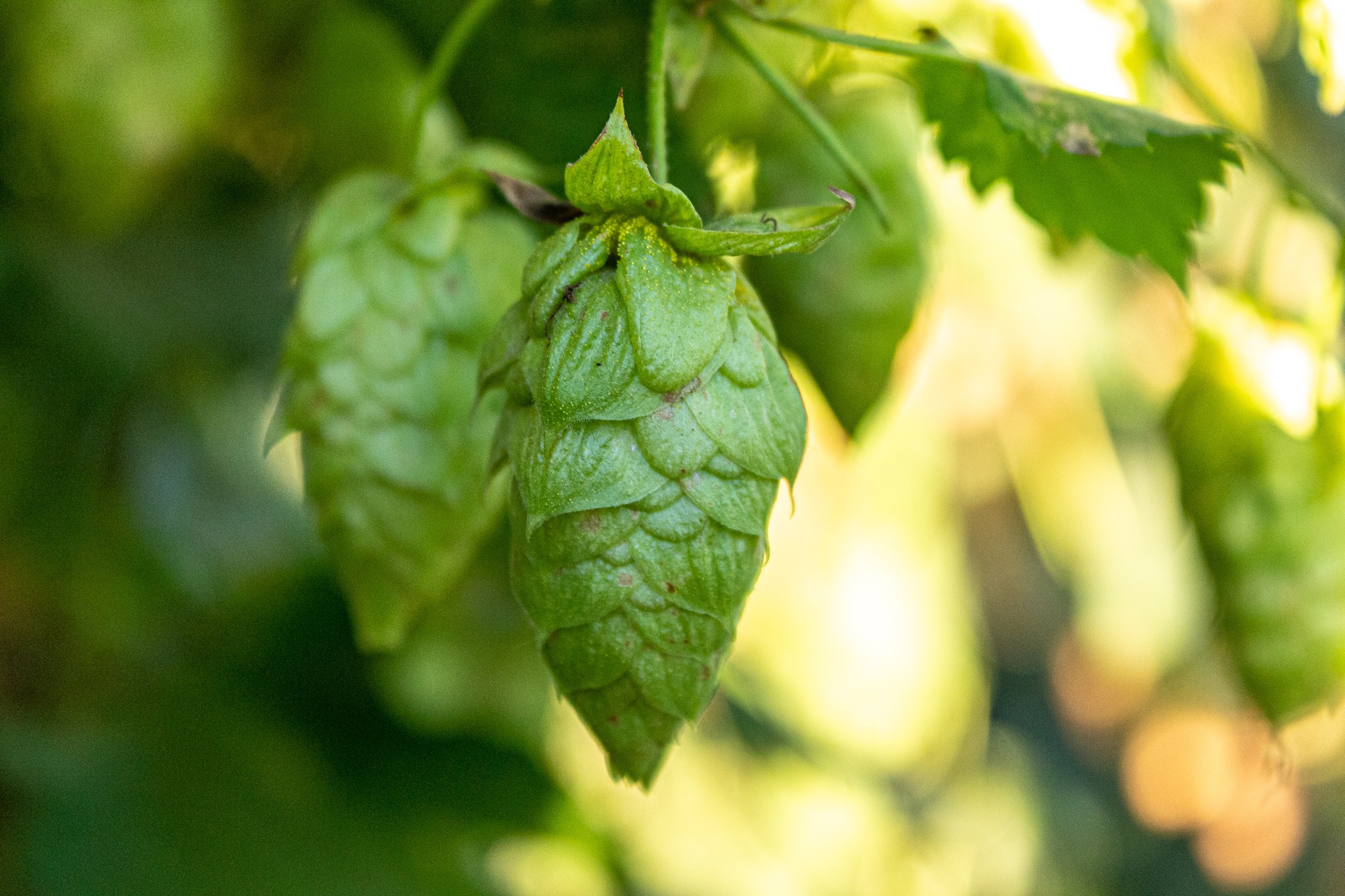 Neomexicanus Hops - Zappa! Weirding! Way! Congrats to Our Mutual Friend ...