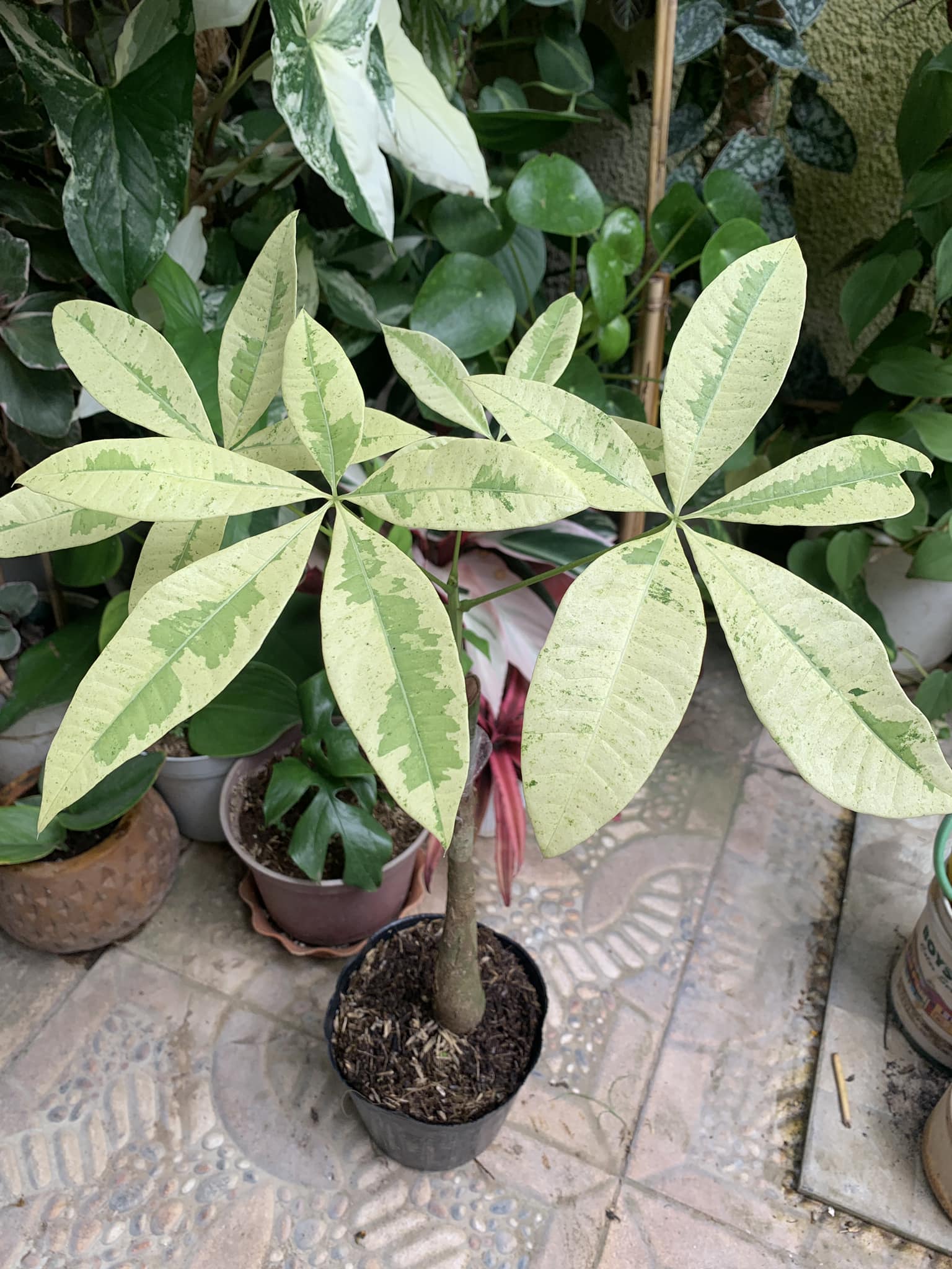 🍀 Sold 🍀 Var. Money Tree ‘Golden’... - Ligaya Plants Shop | Facebook