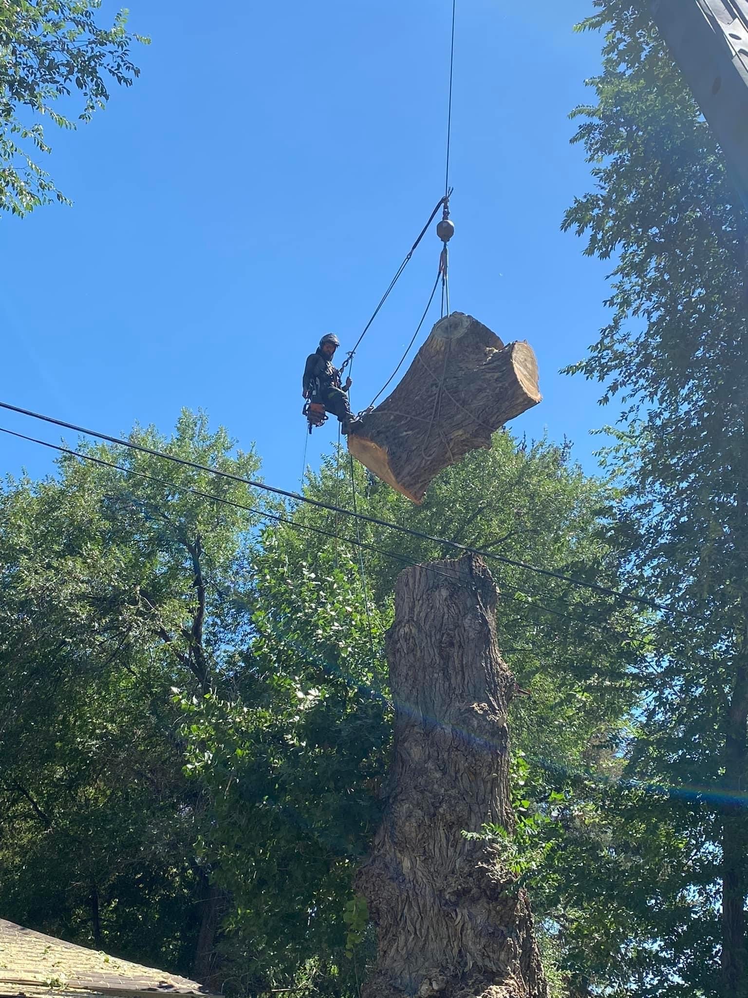 CODIT Tree Care | Okoboji IA