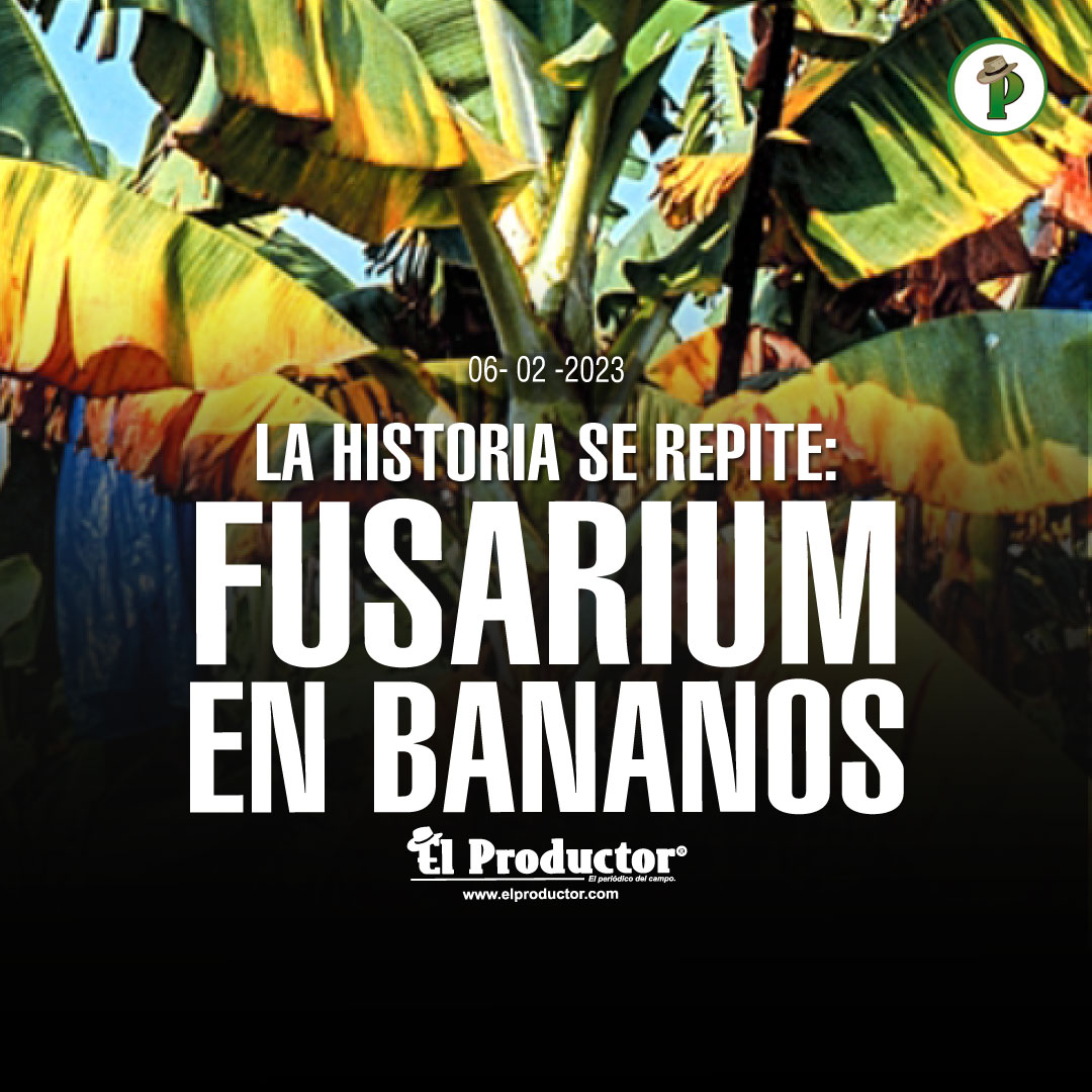 EL - 📣En el Mundo actual del banano de exportación, la historia de la ...