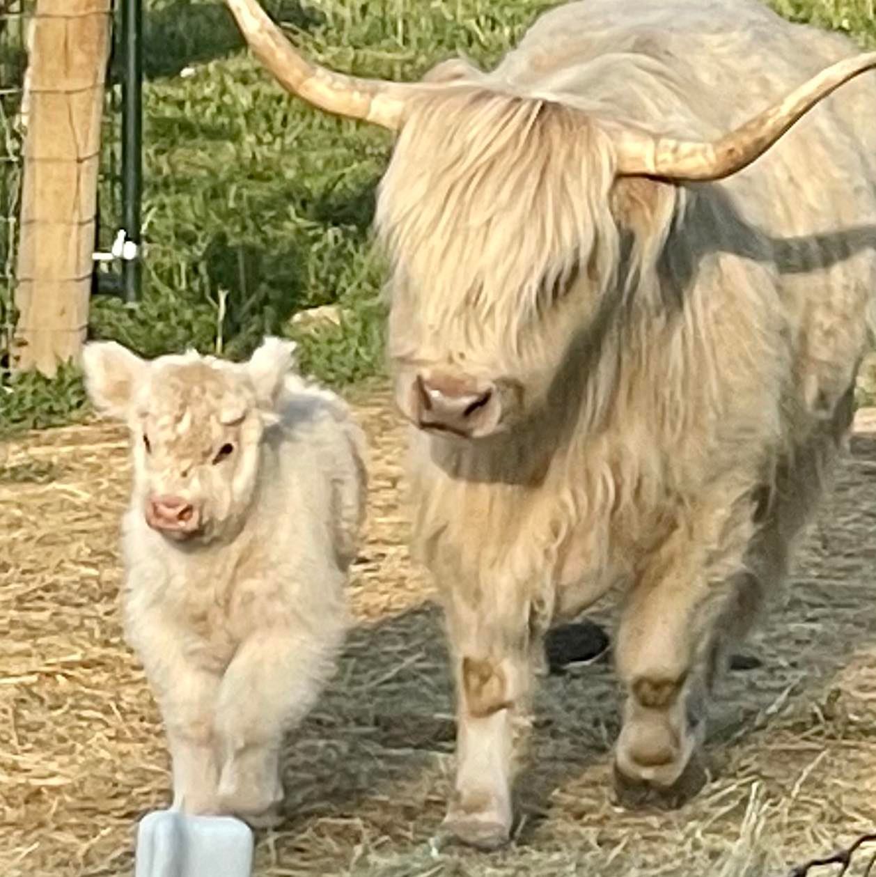 Forbes Ranch KC Mini Coos... - Forbes Ranch KC Mini Coos