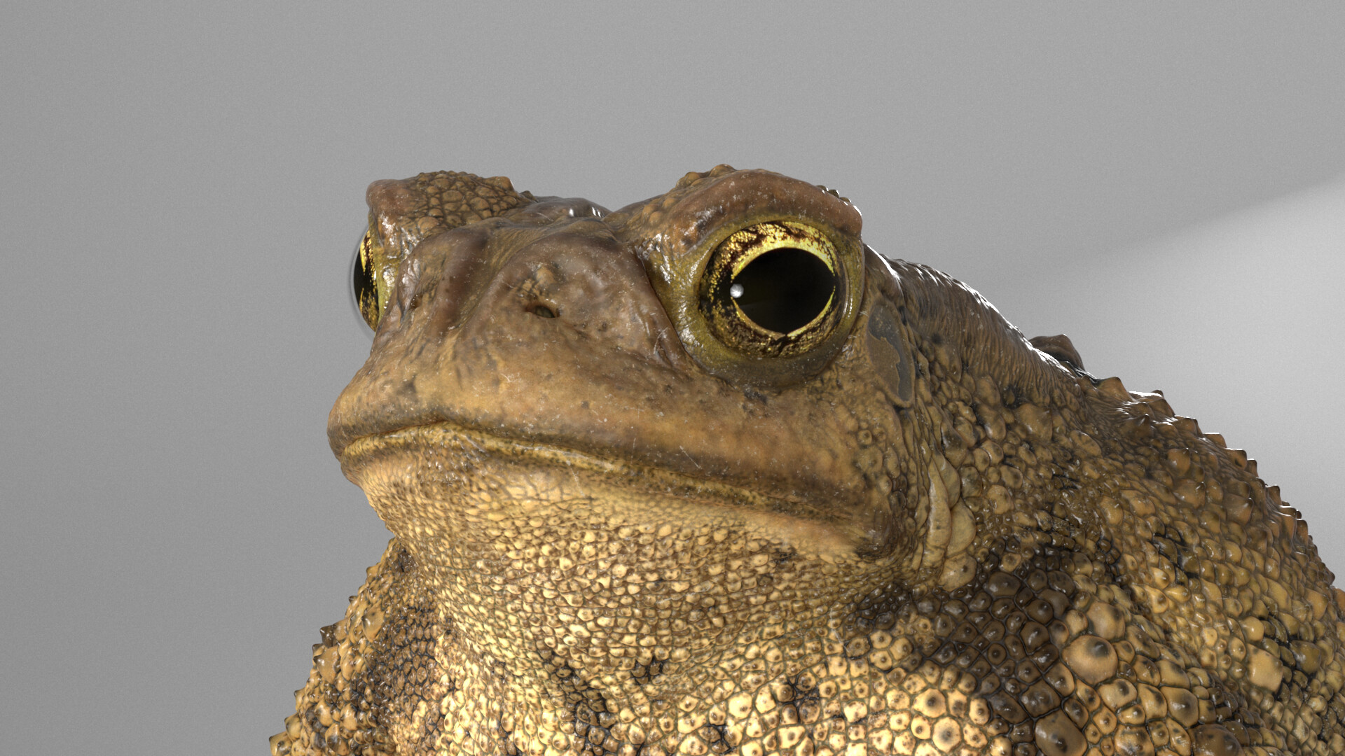 ArtStation - Say hello to “Todd the toad” 🐸 Anaxyrus...