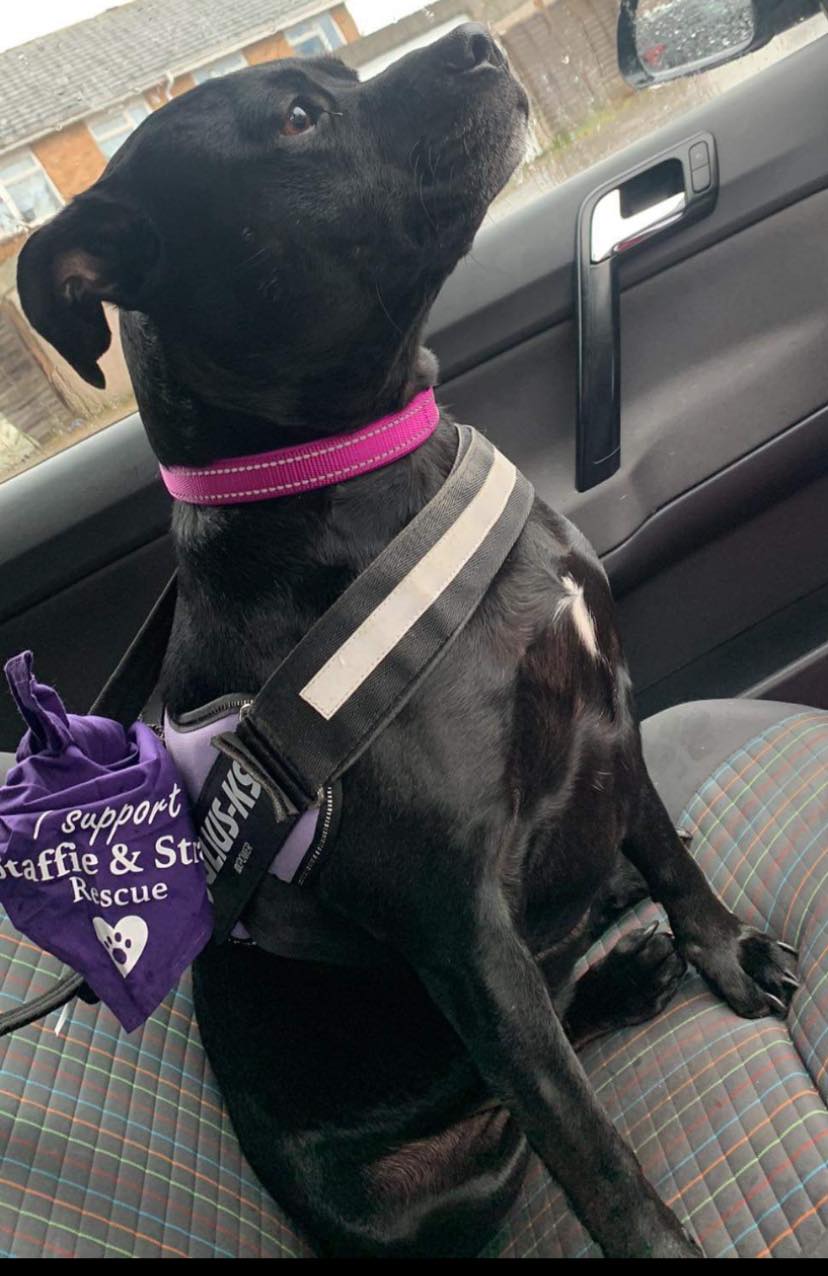 It’s National Take Your Dog to... - Staffie and Stray Rescue