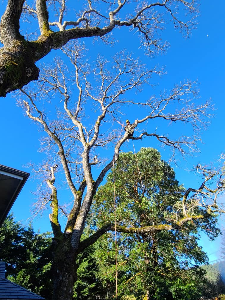 Thomson Tree Service