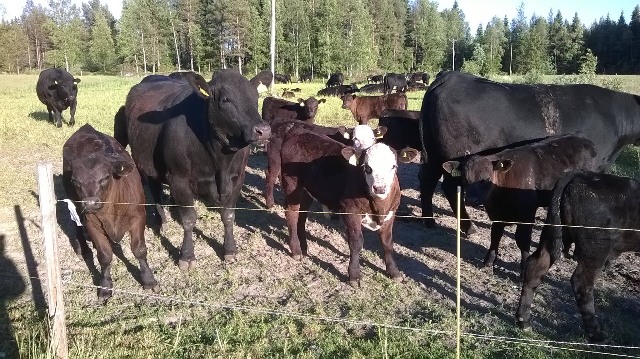 Norrnäs Gård | Öja