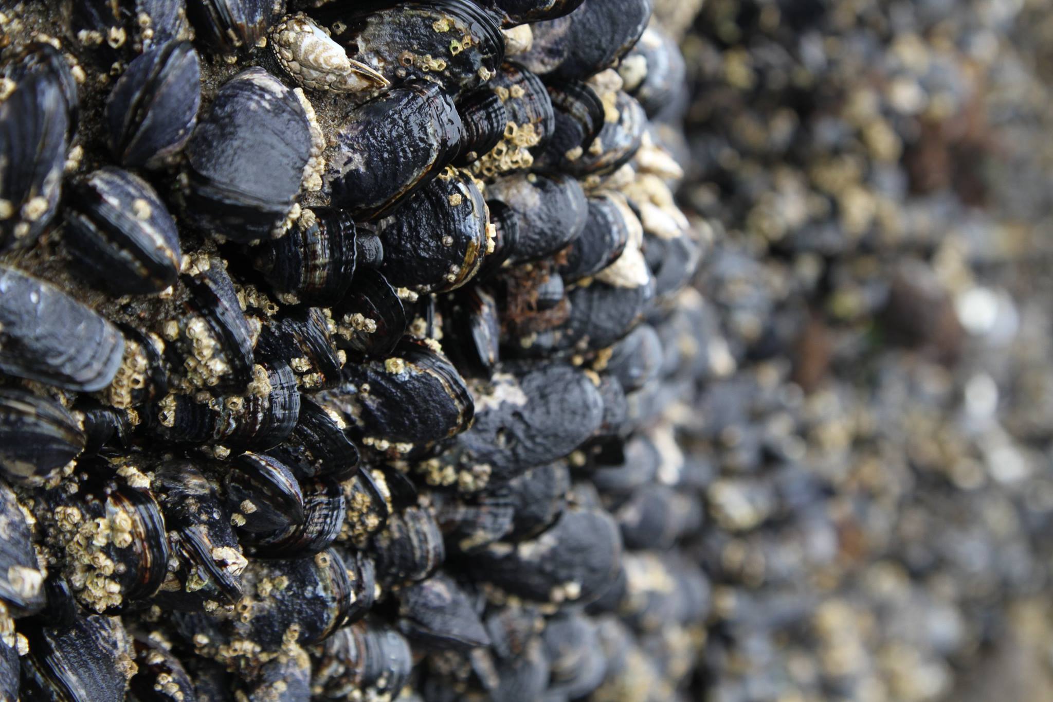 PBS Food - Foraging doesn't just mean weeds and edible flowers. Look at ...
