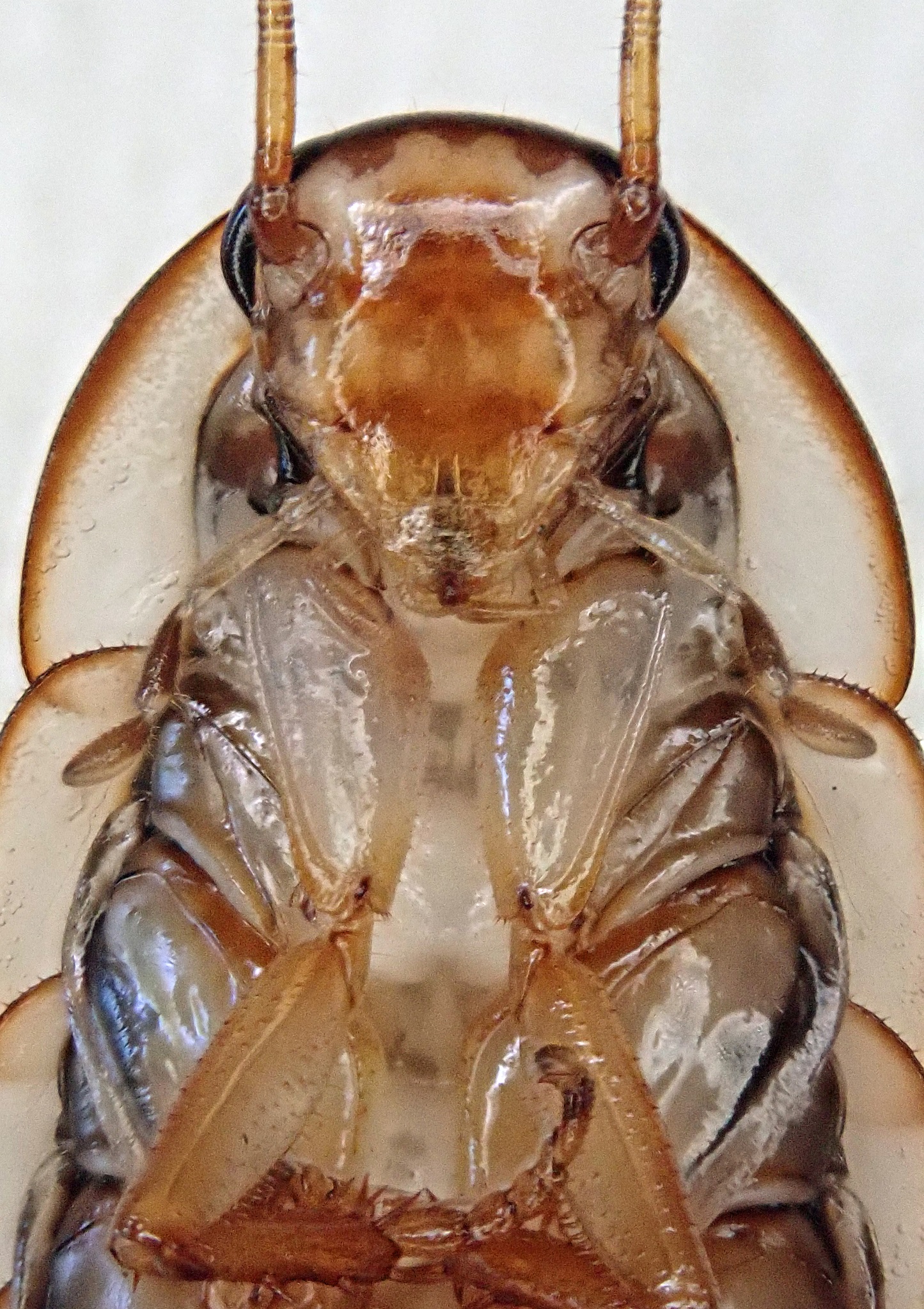 Species of the Week – Mitchell's Diurnal Cockroach (Polyzosteria