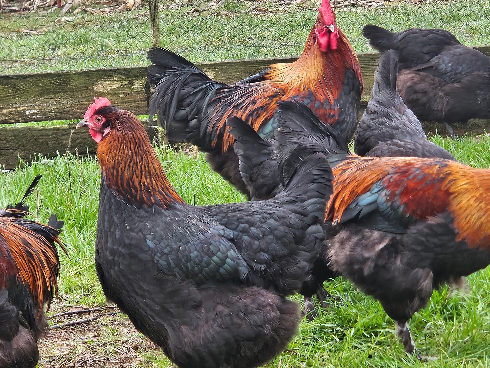 New Forest Poultry | Cadnam