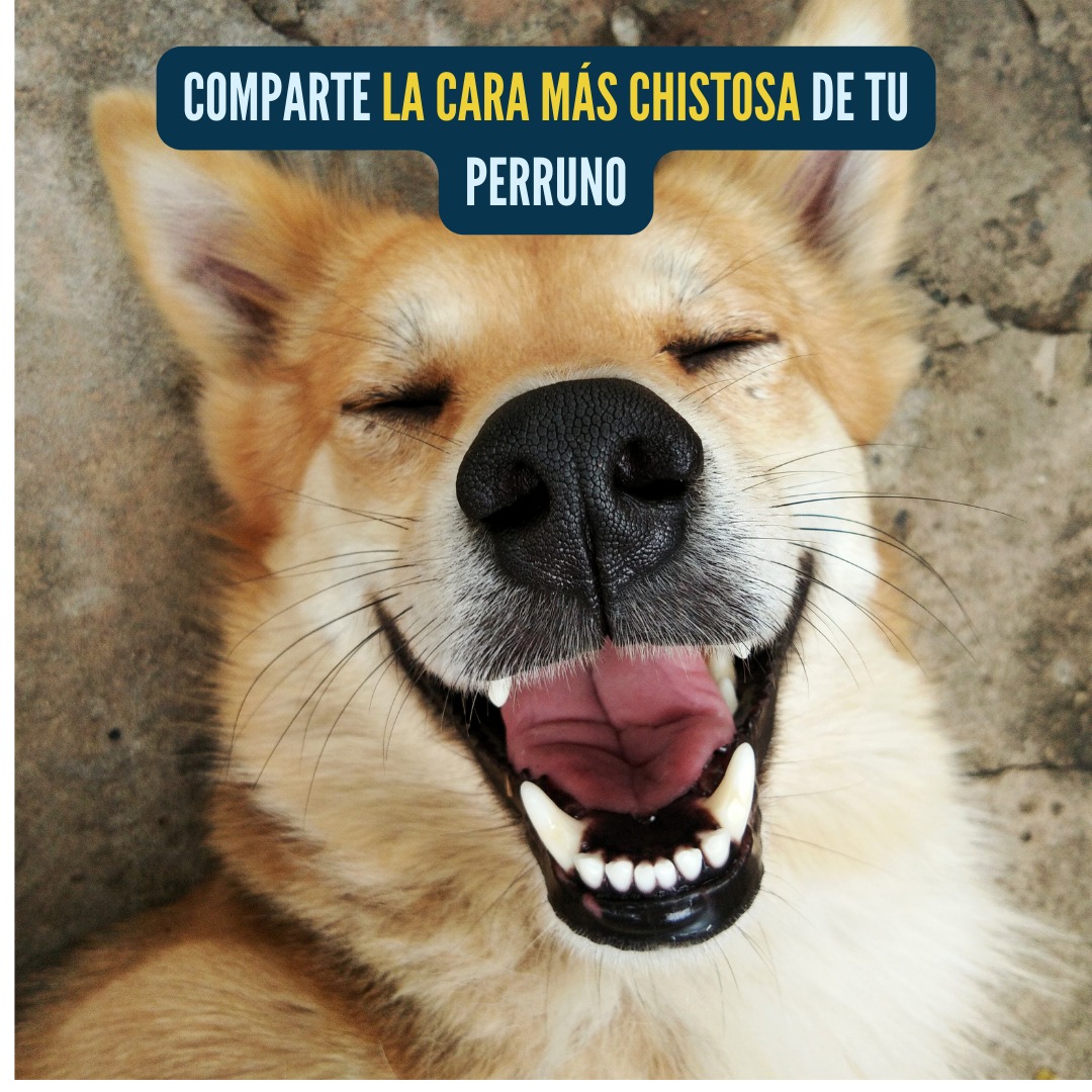 Clínica Veterinaria Entorno Canino 