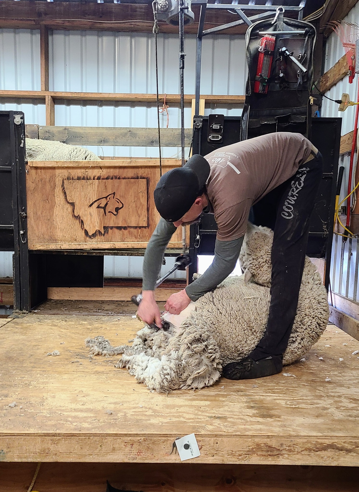 Montana Wool Lab - Home
