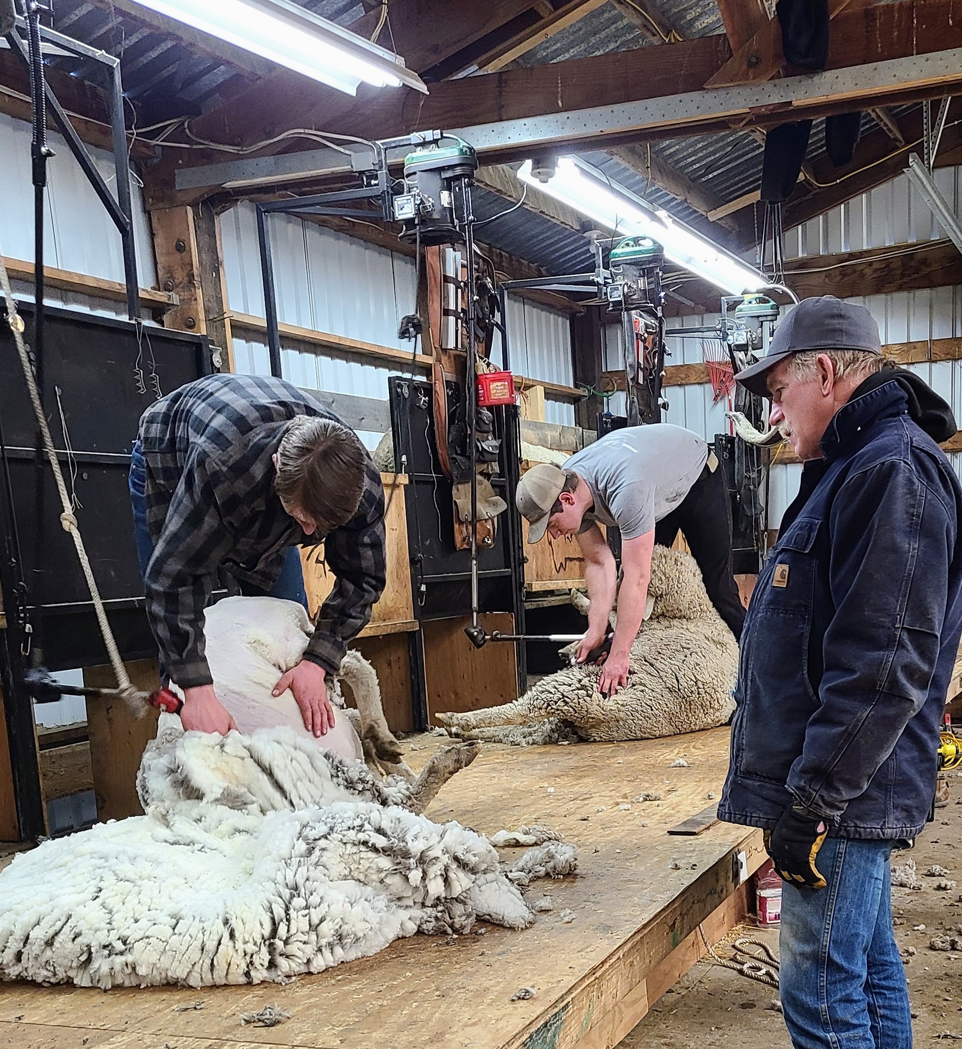 Montana Wool Lab - Home