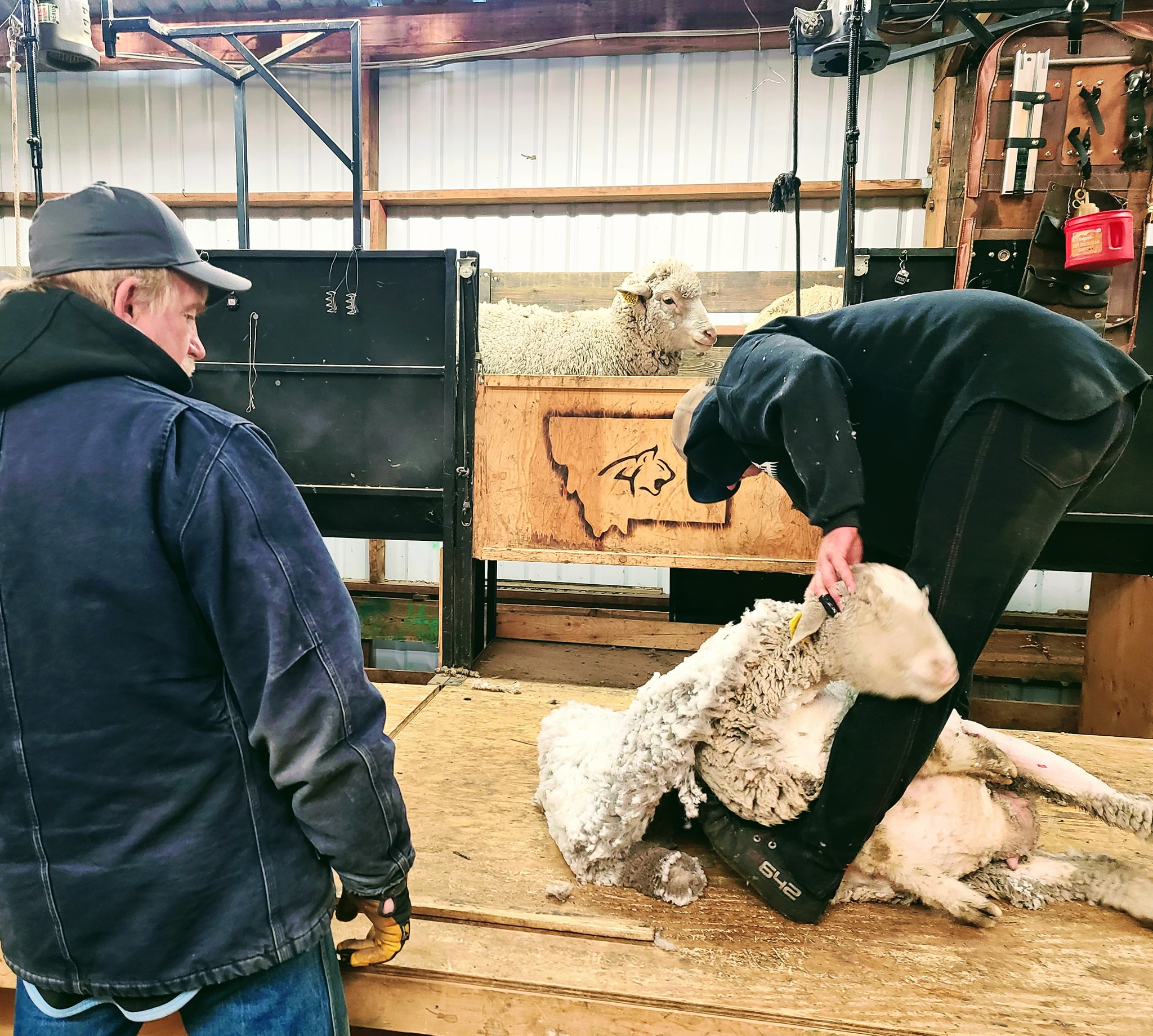 Montana Wool Lab - Home