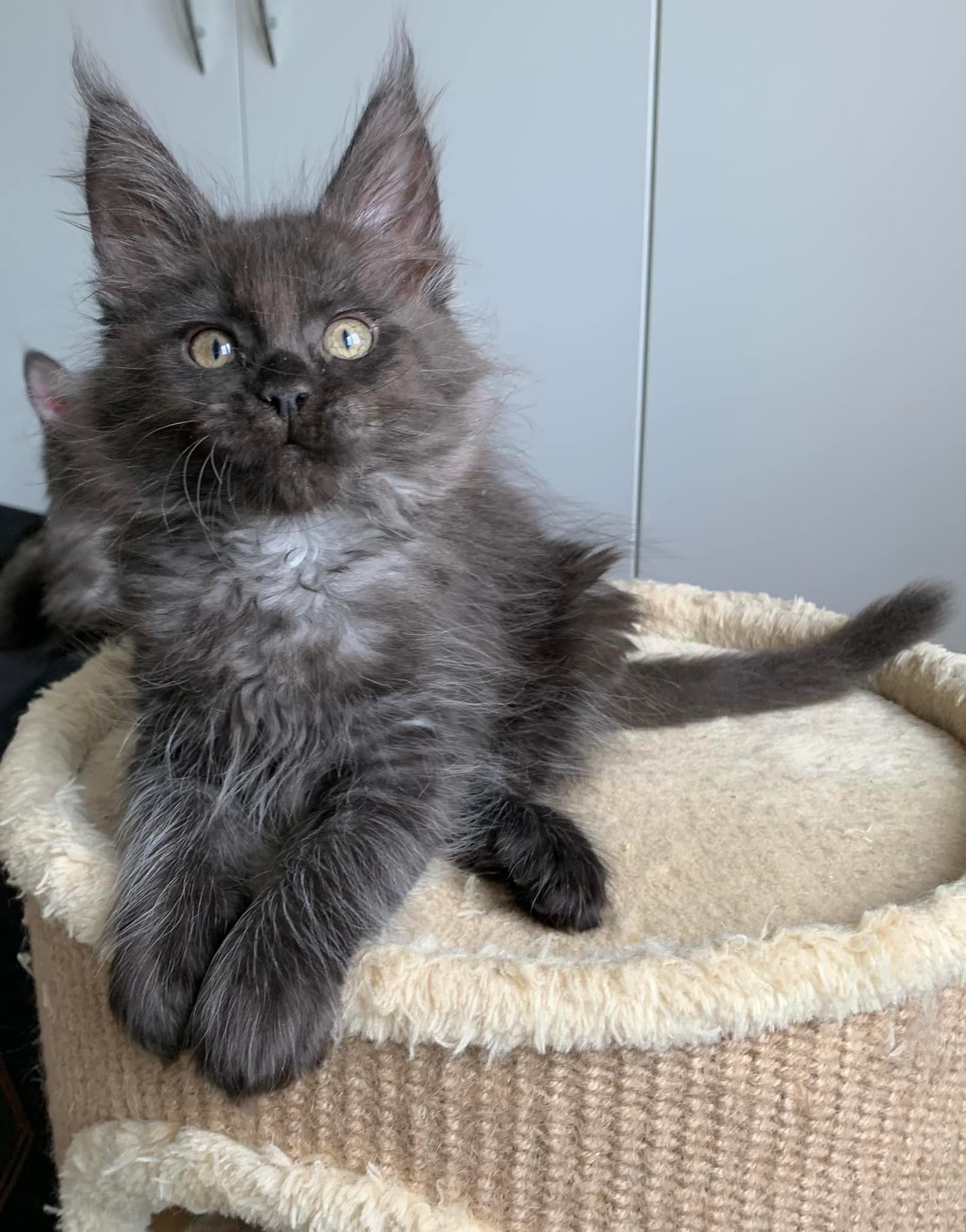 Now reserved but his twin brother is... - Micatta Maine Coons