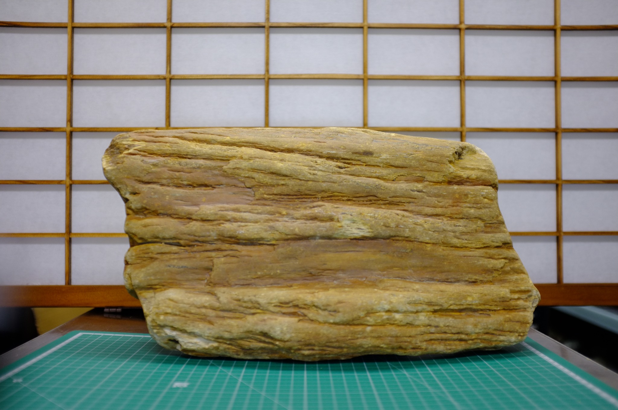 加古川 小野市付近で石拾い 2024/11/25 板状の珪化木（約10㎏） 趣味の 