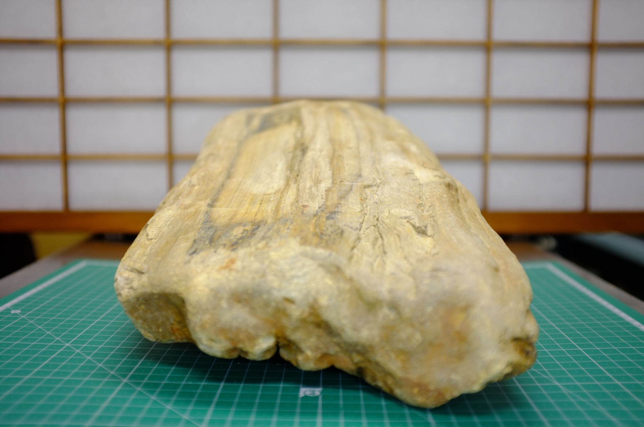 加古川 小野市付近で石拾い 2024/11/25 板状の珪化木（約10㎏） 趣味の 