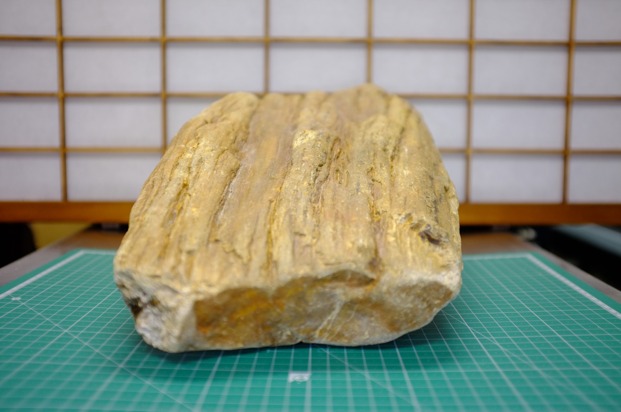 加古川 小野市付近で石拾い 2024/11/25 板状の珪化木（約10㎏） 趣味の 