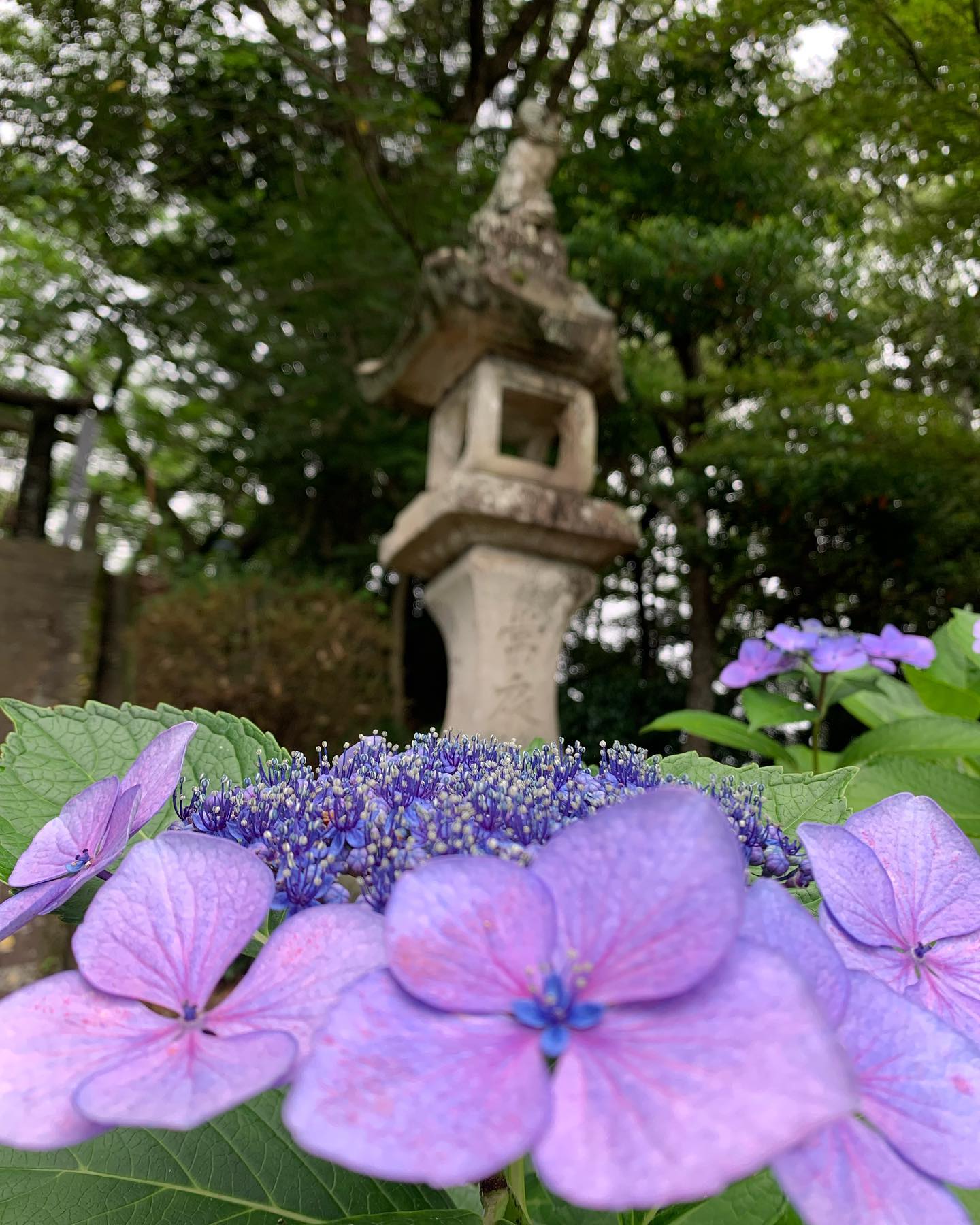 妻山神社 - https://tsumayamajinja.studio.site/ #妻山神社 #花 #紫陽花...