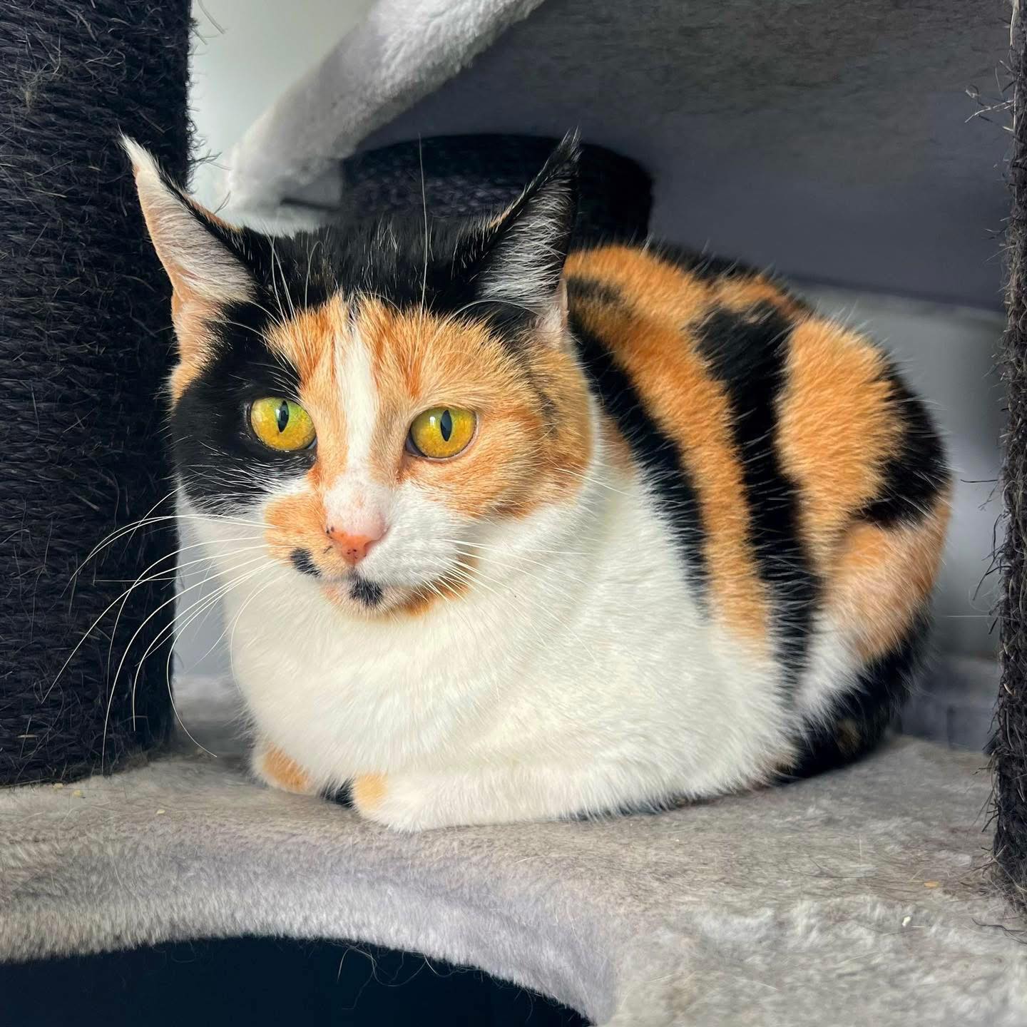 ~*FOSTER VIEW TO ADOPT*~ 💢🌹 MEET... - Perth Rescue Angels