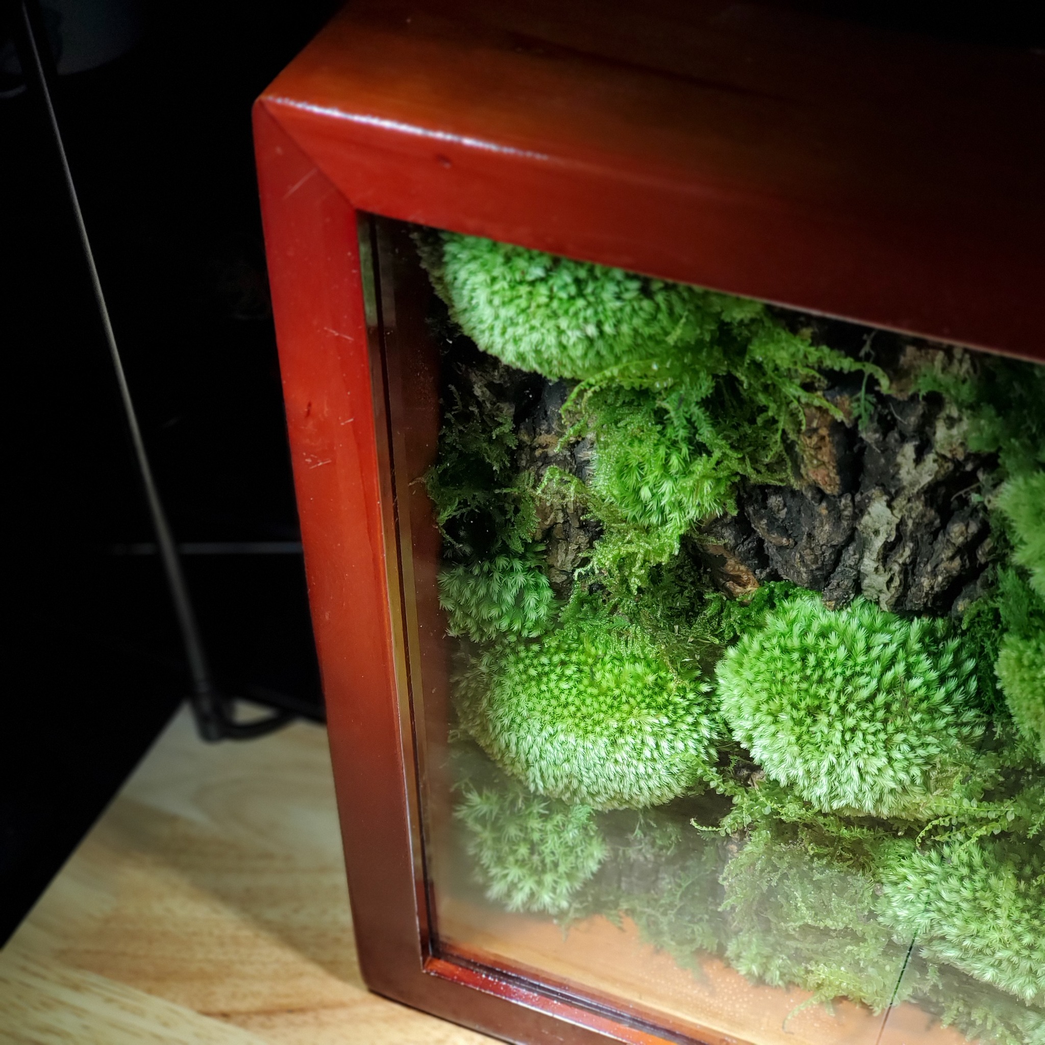COMEMING SOON...... - The Rare Rium - Plant & Moss Art