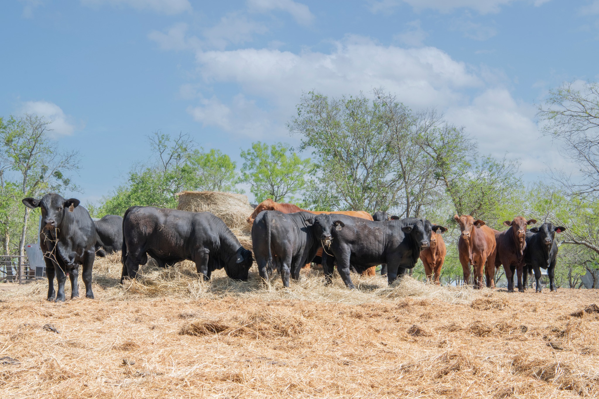 Tuna Rosa Ranch | Gonzales TX