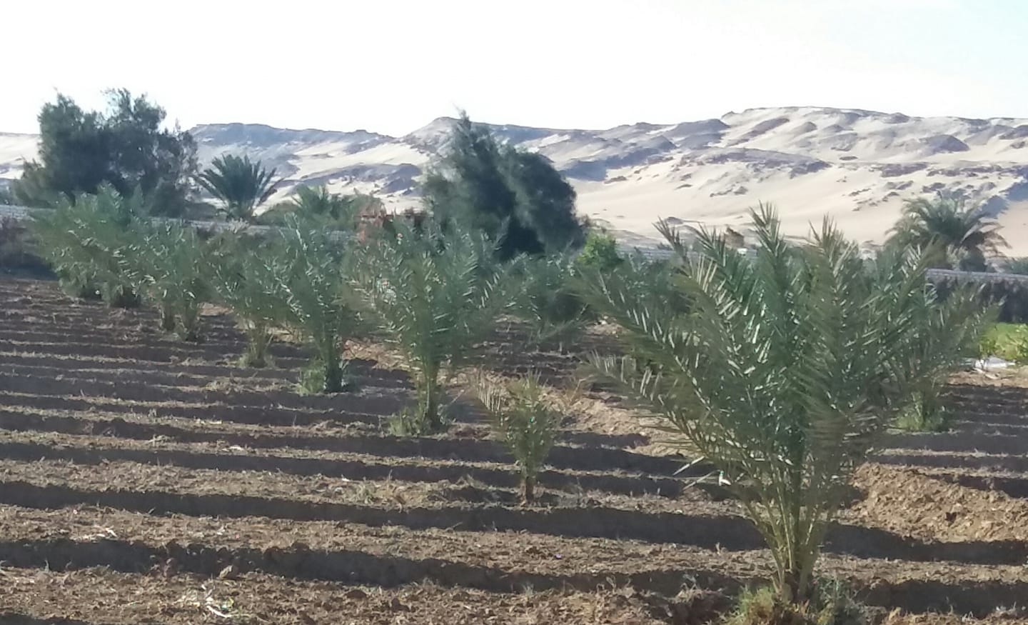 ‎أراضي زراعية للبيع فى مصر‎... - أراضي زراعية للبيع فى مصر