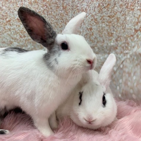 Meet Cookie and Strudel!... - Bunny Bunch Rabbit Rescue | Facebook