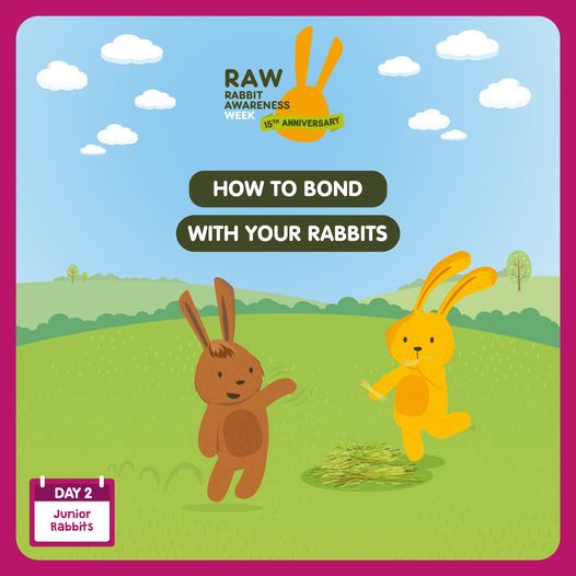 Swadlincote Veterinary Centre - 🐰 HOW TO BOND WITH YOUR RABBITS 🐰 When ...