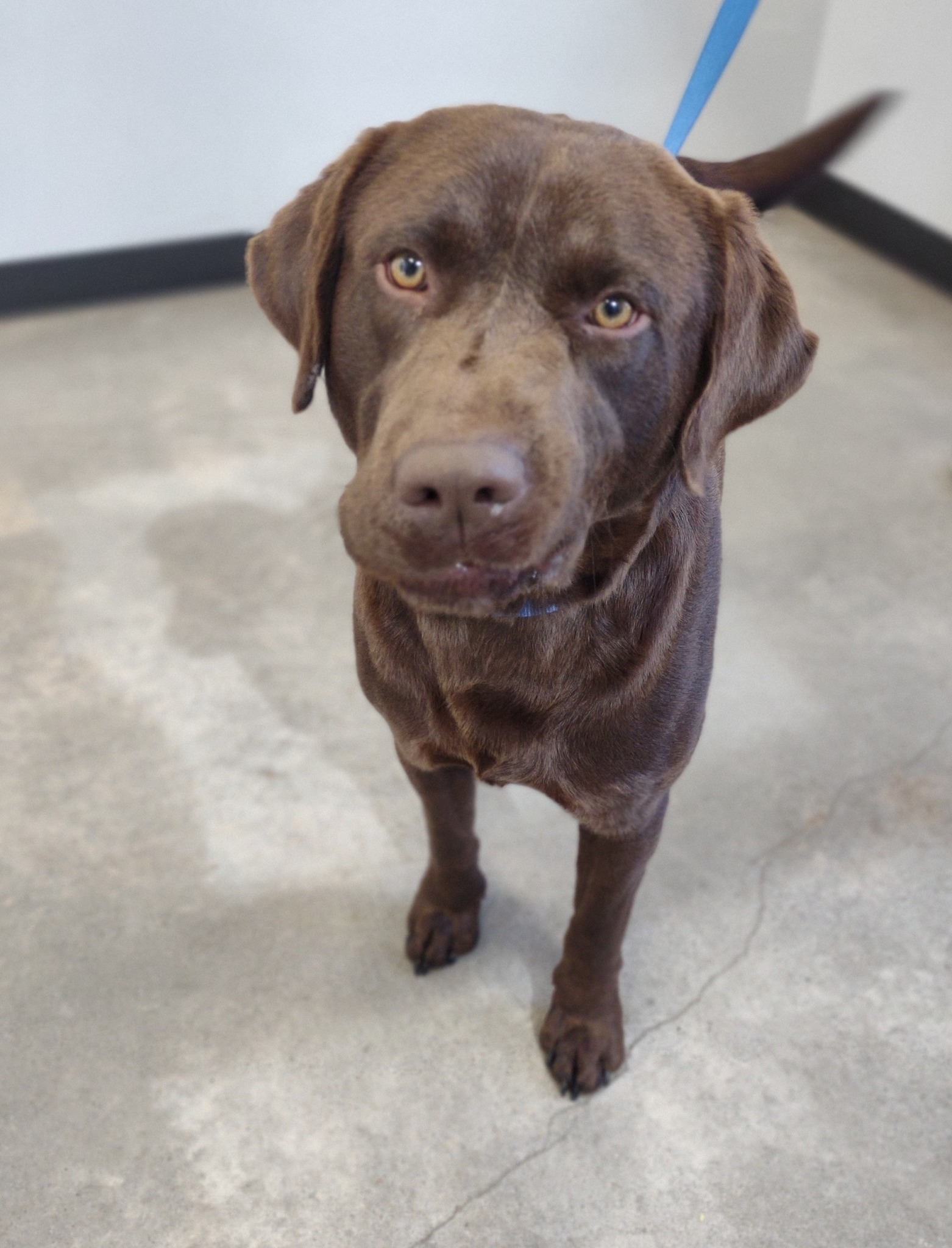 The found chocolate lab... - Humane Society of Wichita County