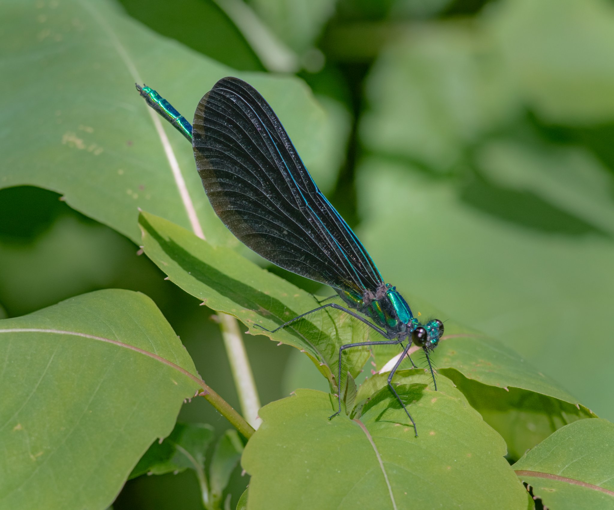 The iridescent blue-green body of the... - Granby Land Trust