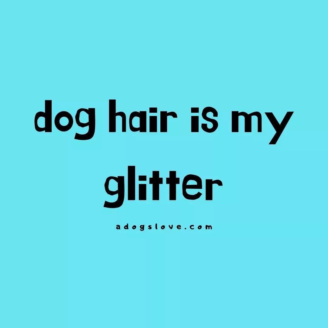 Jen's Dog Grooming Westport ON