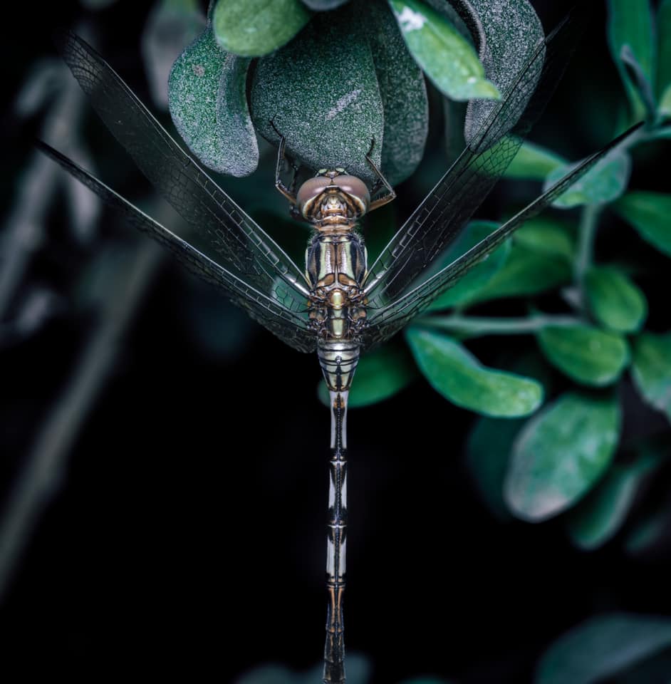 Sony a7iii - Lens sigma 70mm f2.8 macro