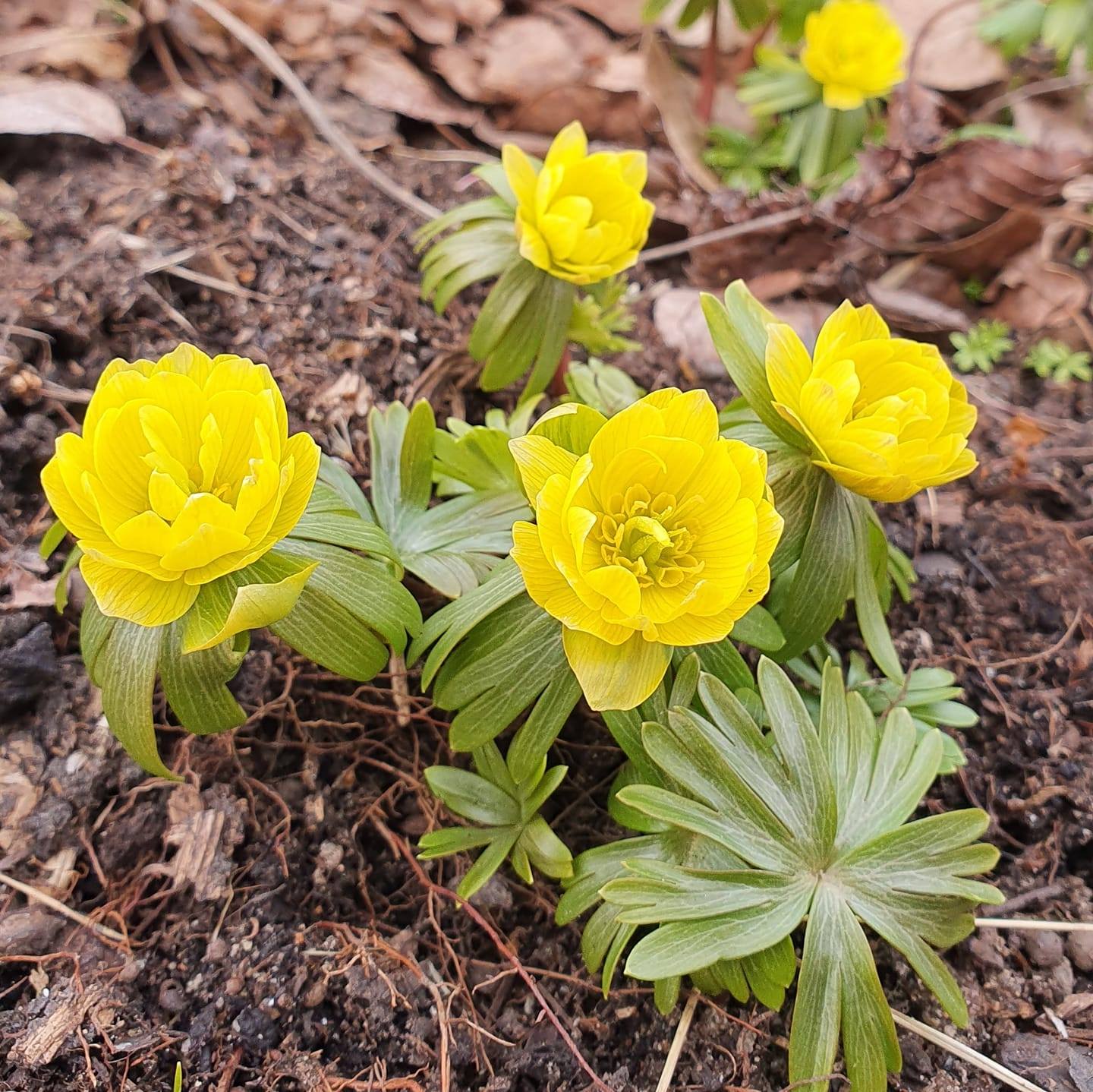Ålbäckens - Stor nunneört, Corydalis solida, finns i många ...